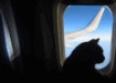 Silhouette of a cat sitting by an airplane window, looking out at the blue sky and wing of the plane during a flight.