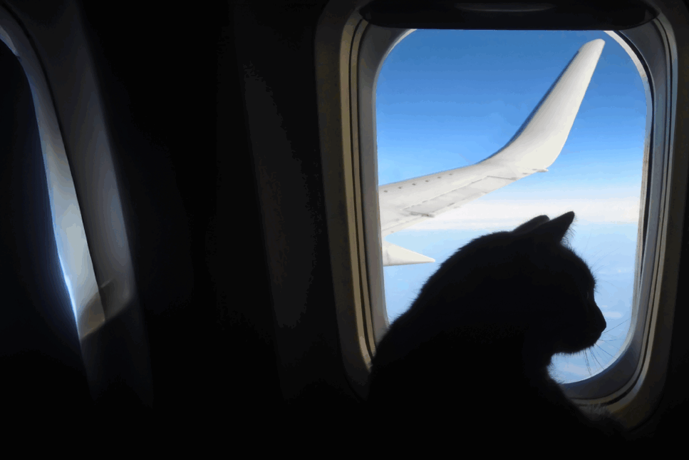 Silhouette of a cat sitting by an airplane window, looking out at the blue sky and wing of the plane during a flight.